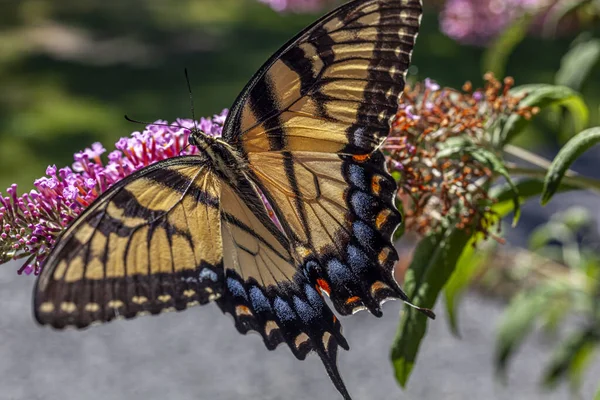 Papilio Fucus Восточный Тигровый Ластохвост Является Видом Бабочки Ласточницы — стоковое фото