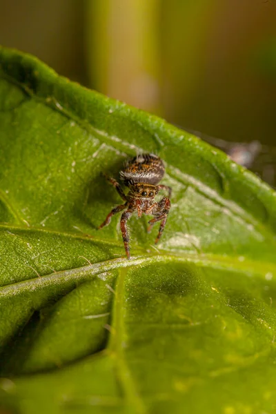 Hoppande Spindlar Eller Salticidae Familj Spindlar — Stockfoto