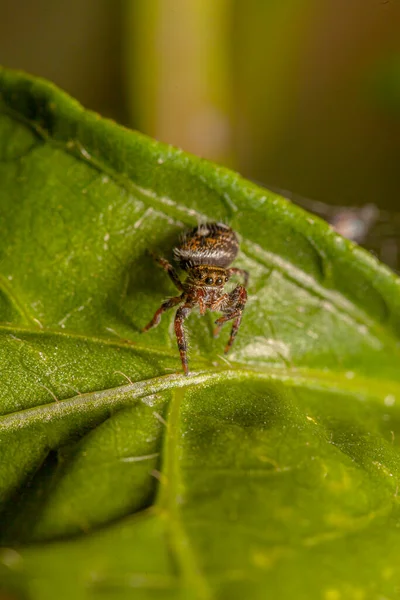 Les Araignées Sauteuses Les Salticidae Sont Une Famille Araignées — Photo