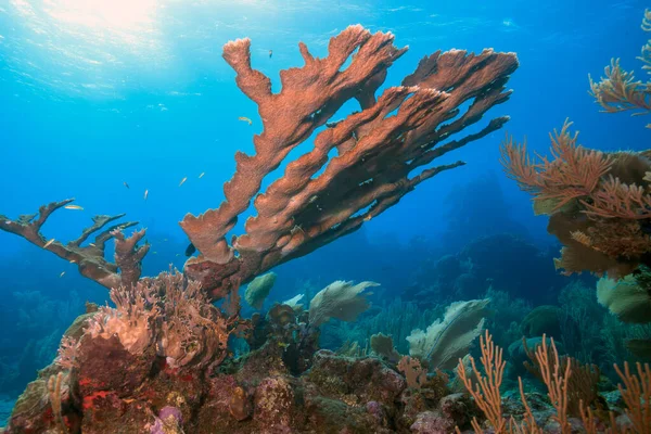 Elkhorn Coral Acropora Palmata Jest Ważnym Koralem Rafowym Karaibach — Zdjęcie stockowe