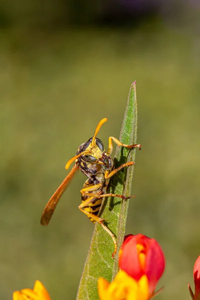 Жовтий Піджак Англ Yellowjacket Поширена Назва Північній Америці Хижацьких Соціальних — стокове фото