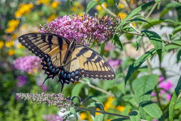 Papilio Fucus Восточный Тигровый Ластохвост Является Видом Бабочки Ласточницы — стоковое фото