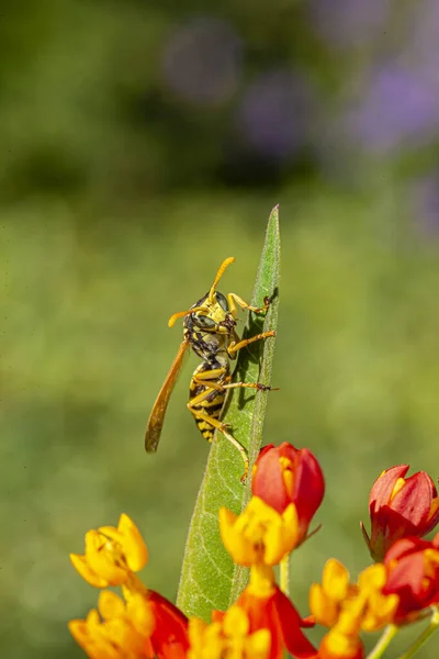 Yellowjacket Yellow Jacket Common Name North America Predatory Social Wasps — Stock Photo, Image