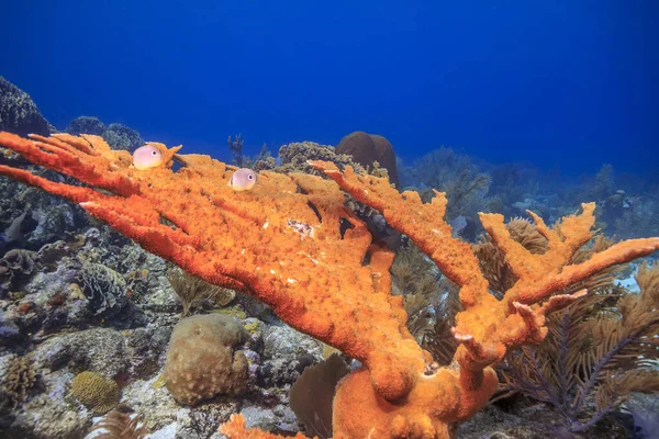 Elkhorn Korall Akropora Palmata Viktig Rev Byggnad Korall Karibien — Stockfoto