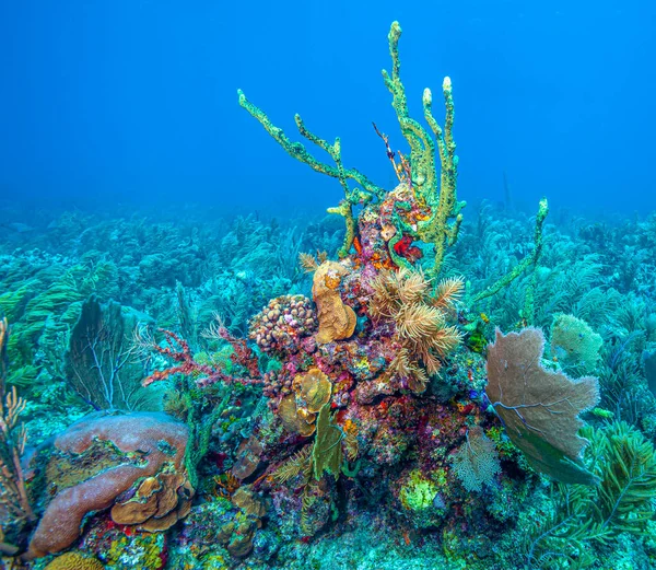 Récif Corallien Caribéen Large Île Bonaire — Photo