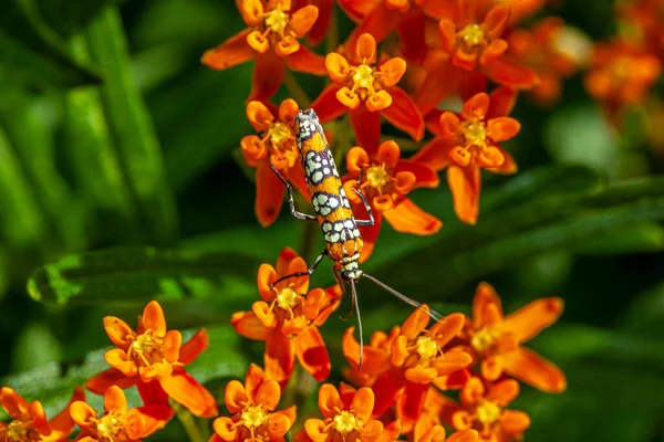 Ailanthus Webworm Atteva Aurea Jest Ćmy Gronostajnia Pod Nazwą Naukową — Zdjęcie stockowe