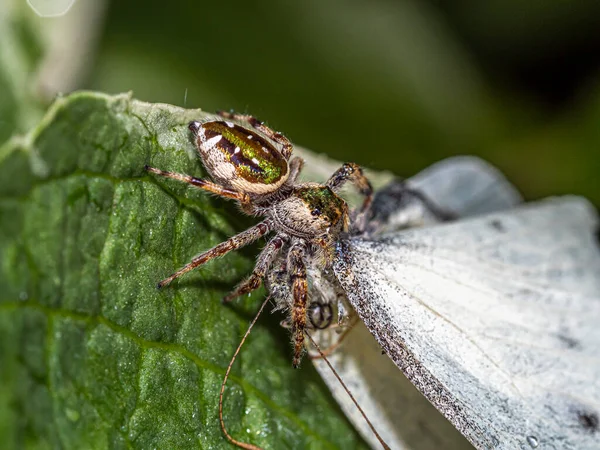 Jumping Spiders Salticidae Family Spiders — Stock Photo, Image