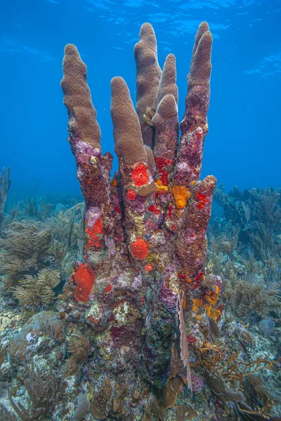 柱状サンゴ Dendrogyra Cylinindrus 硬いサンゴの順序 Scleractinia — ストック写真