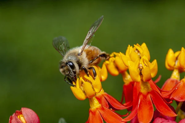 Bumblebee Bumble Bee Genus Bombus Part Apidae One Bee Families — Stock Photo, Image