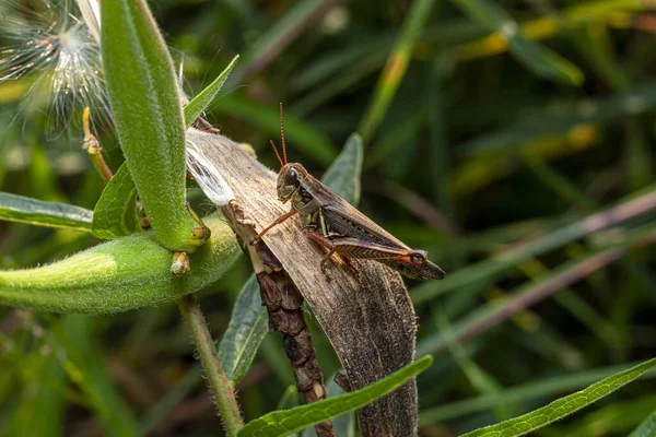 Grasshoppers Group Insects Belonging Suborder Caelifera — Stock Photo, Image