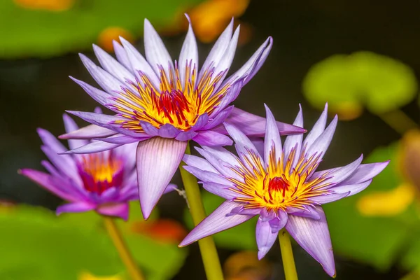 Conservatory Garden Est Jardin Formel Dans Coin Nord Est Central — Photo