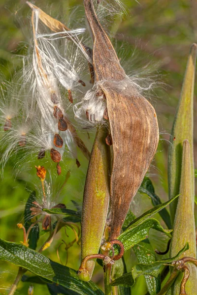 Asclepias Genus Herbaceous Perennial Flowering Plants Known Milkweeds — Stock Photo, Image