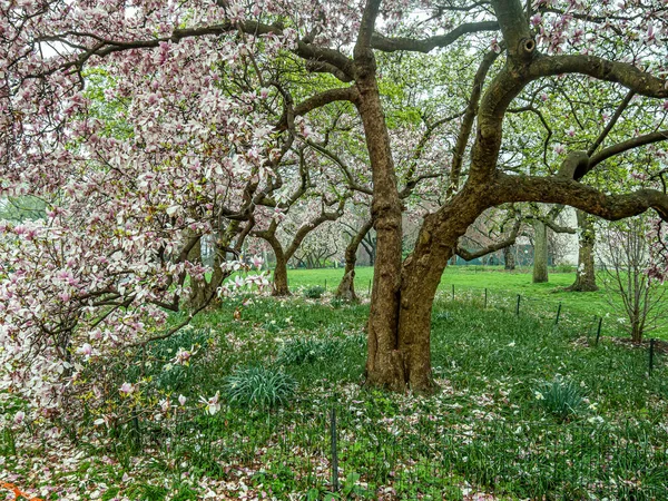 Baharın Başında Central Park Elma Ağacı — Stok fotoğraf