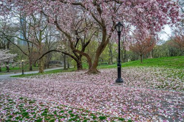 Central Park 'ta bahar, New York