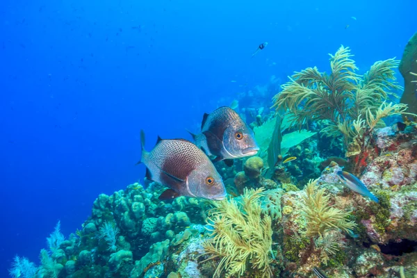 Caribbean Coral Reef Coast Island Bonaire — Stock Photo, Image