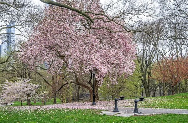 Primavera Central Park Nova Iorque — Fotografia de Stock