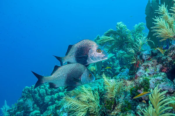 Recifes Coral Das Caraíbas Largo Costa Ilha Bonaire — Fotografia de Stock