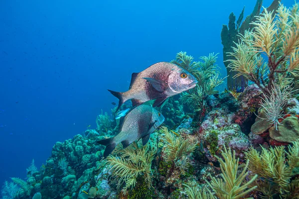 Bonaire Adasının Kıyısındaki Karayip Mercan Resifleri — Stok fotoğraf