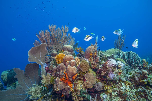 Karibisches Korallenriff Vor Der Küste Der Insel Bonaire — Stockfoto