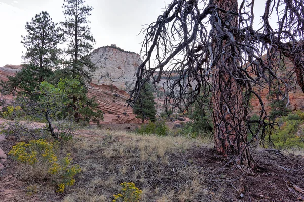 Zion National Park American National Park Located Southwestern Utah Town — Stock Photo, Image