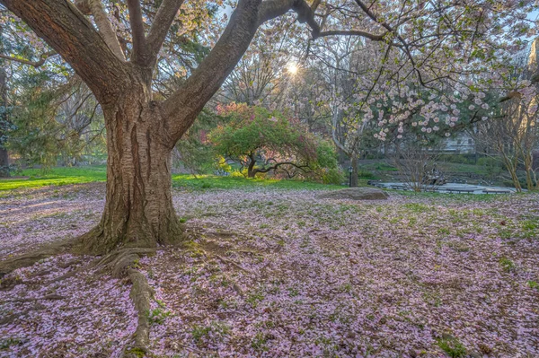 Voorjaar Central Park New York City — Stockfoto