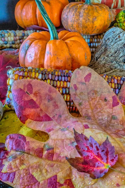 Bodegón Otoño Con Calabazas Maíz Indio —  Fotos de Stock