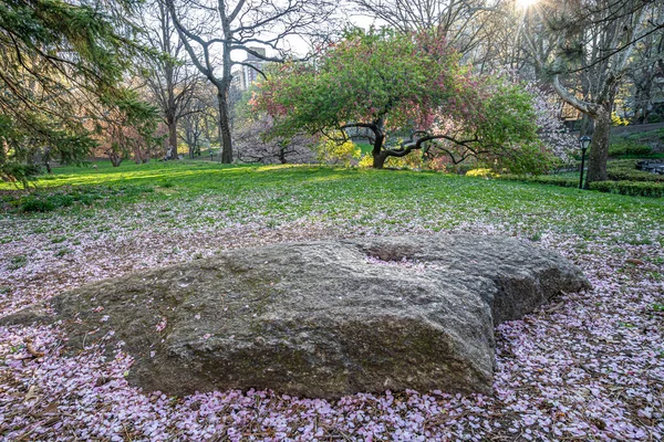 Våren Central Park New York — Stockfoto