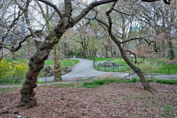 Frühling Central Park New York City — Stockfoto