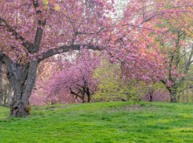 Baharın başlarında New York Central Park 'ta çiçek açan Japon kiraz ağacı.