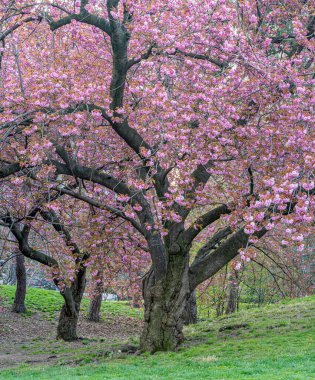 Baharın başlarında New York Central Park 'ta çiçek açan Japon kiraz ağacı.