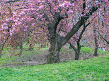 Baharın başlarında New York Central Park 'ta çiçek açan Japon kiraz ağacı.