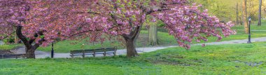 Baharın başlarında New York Central Park 'ta çiçek açan Japon kiraz ağacı.