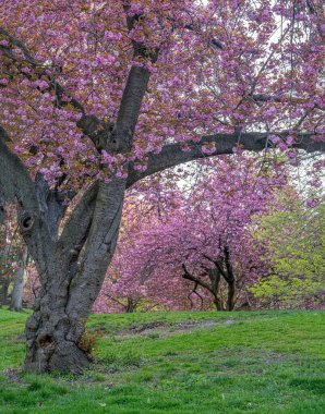 Baharın başlarında New York Central Park 'ta çiçek açan Japon kiraz ağacı.