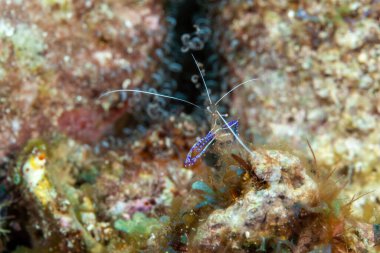 Ancylomenes pedersoni, bazen Pederson karidesi olarak da bilinir.