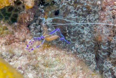 Ancylomenes pedersoni, bazen Pederson karidesi olarak da bilinir.
