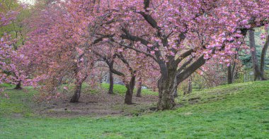 Baharın başlarında New York Central Park 'ta çiçek açan Japon kiraz ağacı.