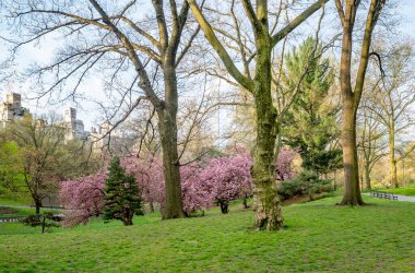 Baharda Central Park 'ta, New York' ta sabahın erken saatlerinde kiraz ağaçlarıyla