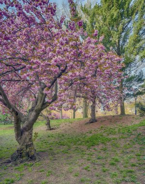 Baharda Central Park 'ta, New York' ta sabahın erken saatlerinde kiraz ağaçlarıyla