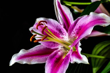 Lilium, Stargazer zambağı doğulu bir zambak türü.