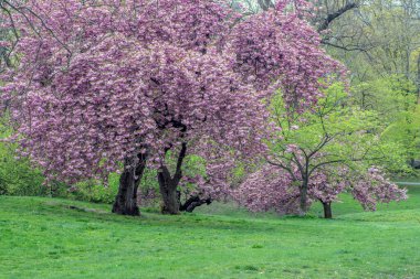 Central Park 'ta bahar, New York