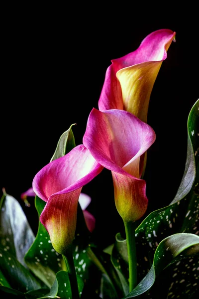 Calla lily in arrangement  on black background