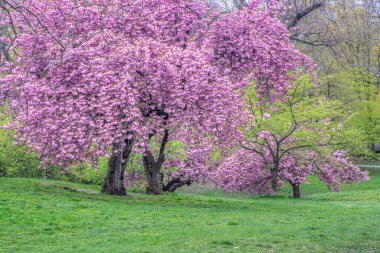 Central Park 'ta bahar, New York
