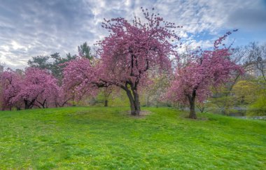 Central Park 'ta bahar, New York