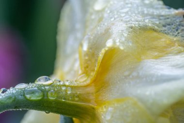 İlkbaharda Lale düzenlenir