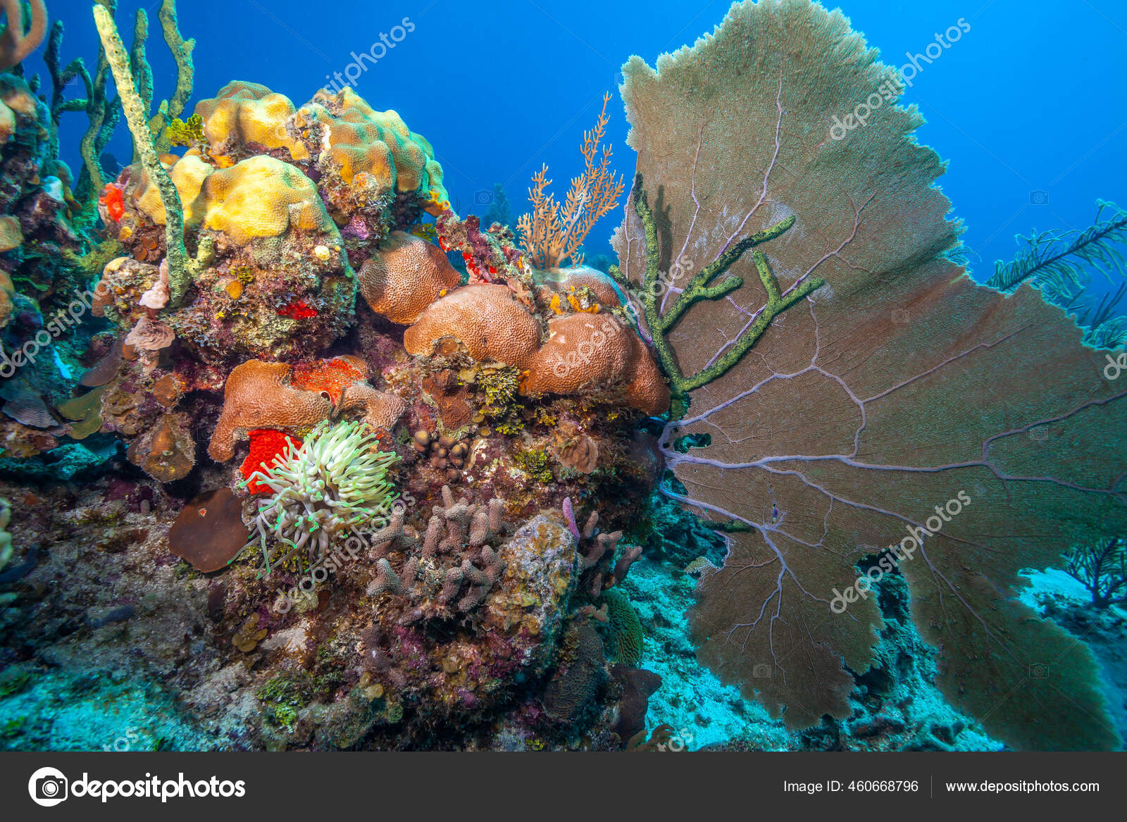 Karibisches Korallenriff Vor Der Kuste Der Insel Bonaire Stockfotografie Lizenzfreie Fotos C Johnanderson 460668796 Depositphotos