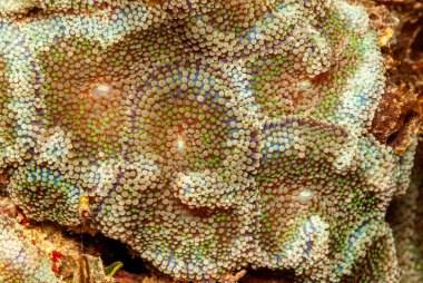 CorallimorPharia, kayalık ya da resif inşa eden mercanlarla yakından ilişkili bir deniz cnidaria tarikatıdır..