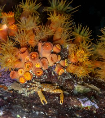 Karayipler 'deki mercan resifleri gece Bonaire kadrosundan çıkıyor.
