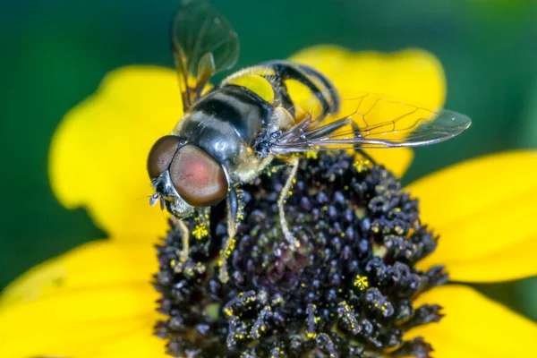 bumblebee, bumble bee, genus Bombus, part of Apidae, one of the bee families.