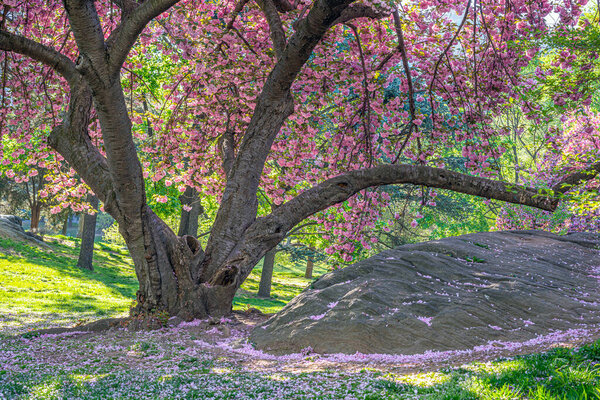 Spring in Central Park, New York City with Japanese Cherry trees