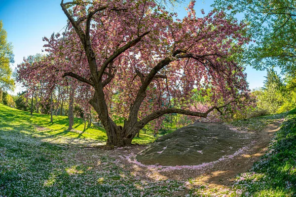 Frühling Central Park New York City Mit Japanischen Kirschbäumen — Stockfoto